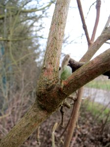 20140216SchneeballAltlussheim3