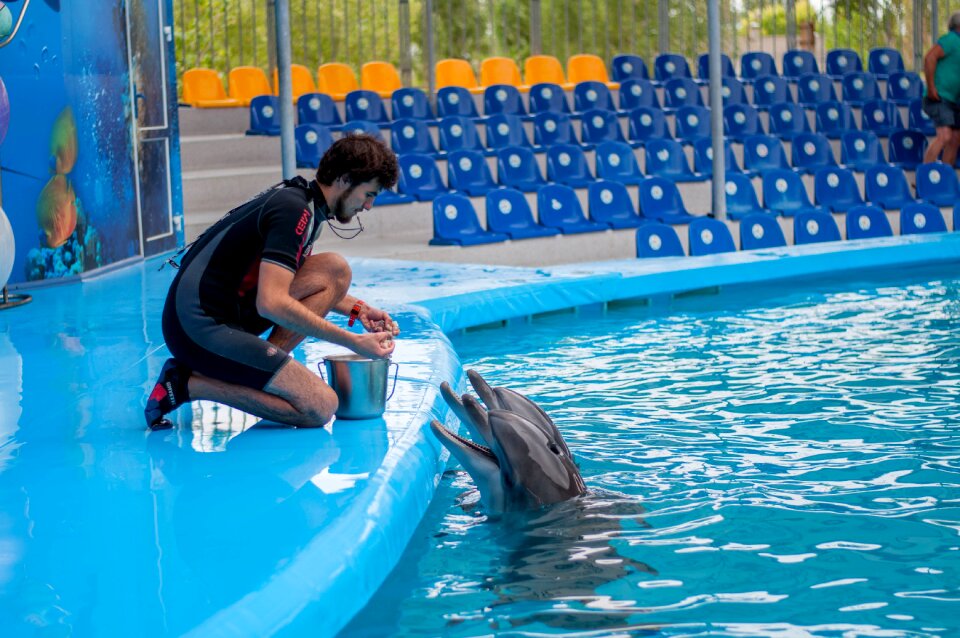 Dolphins dolphinarium training
