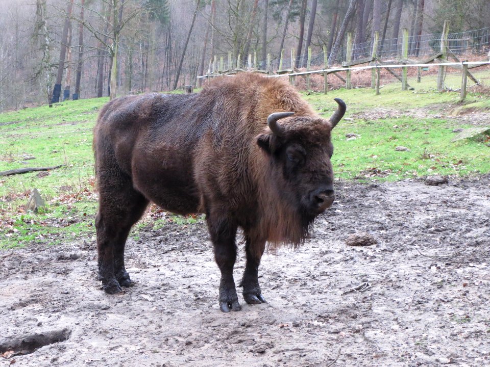 20140105Bison_bonasus3
