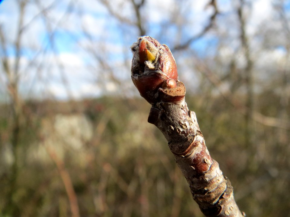 20140211Quercus_petraea2