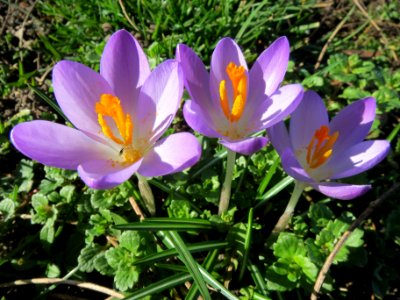 20140217Crocus_tommasinianus4