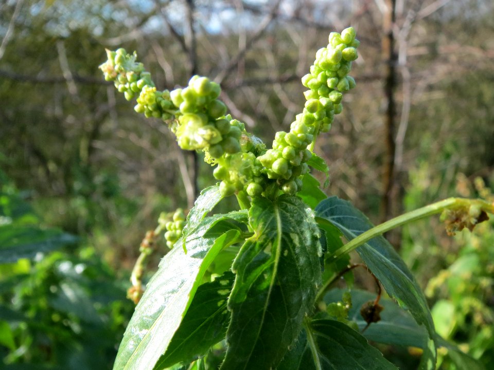 20140216Mercurialis_annua_Reilingen6