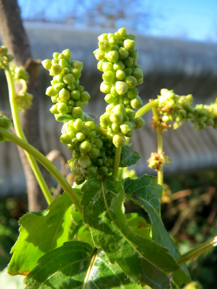 20140216Mercurialis_annua_Reilingen7