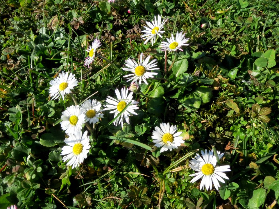 20140217Bellis_perennis3