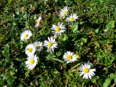 20140217Bellis_perennis3