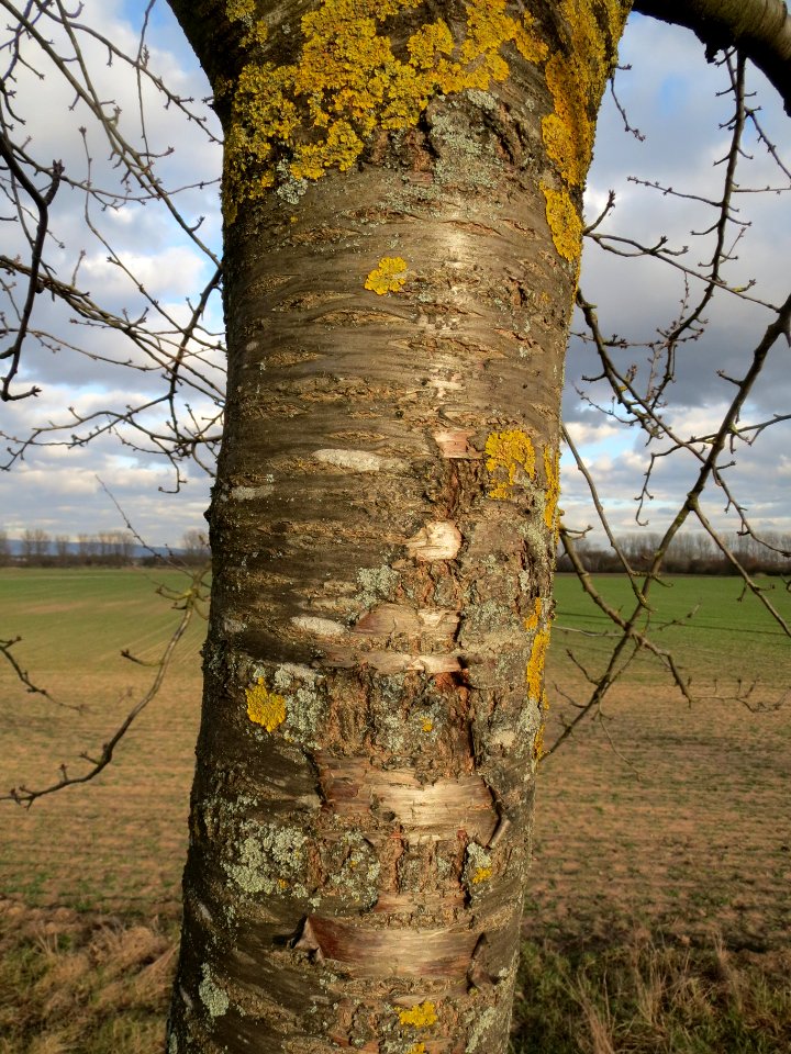 20140211Kirsche_Reilingen10