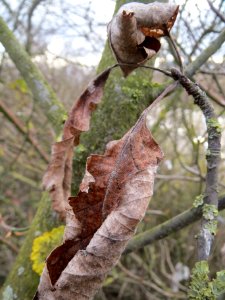 20140211Quercus_petraea5
