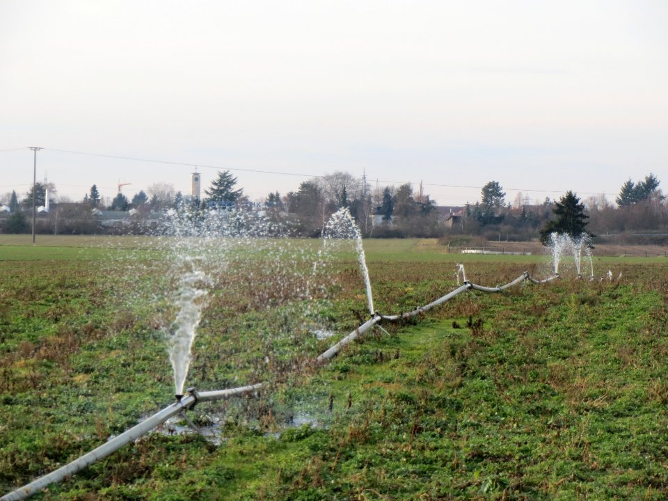 20140118Bewaesserung_Altlussheim1
