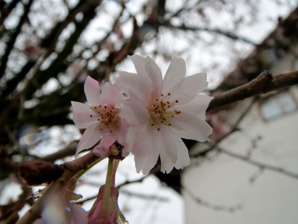 20140210Prunus_serrulata2