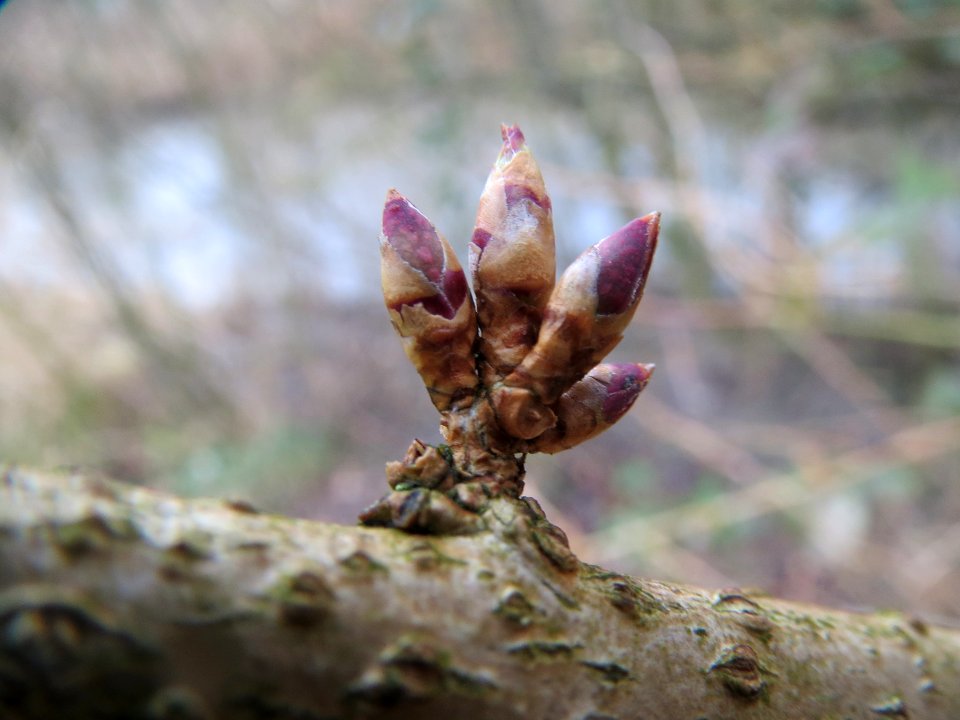 20140210Forsythie_Hockenheim06