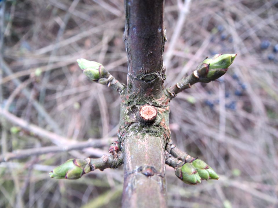 20140211Euonymus_europaeus6