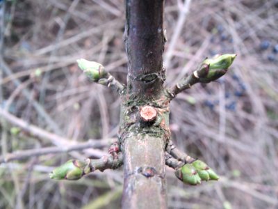 20140211Euonymus_europaeus6