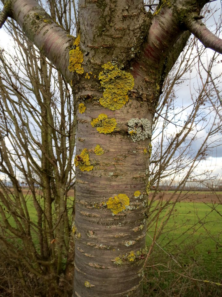 20140211Kirsche_Reilingen07
