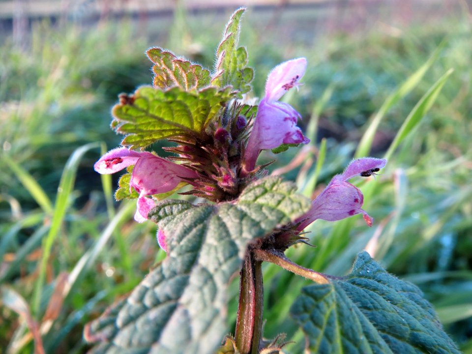 20140112Taubnessel_Reilingen1