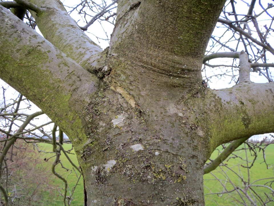20140211Kirsche_Reilingen05