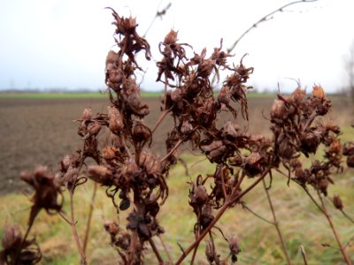 20140115Johanniskraut