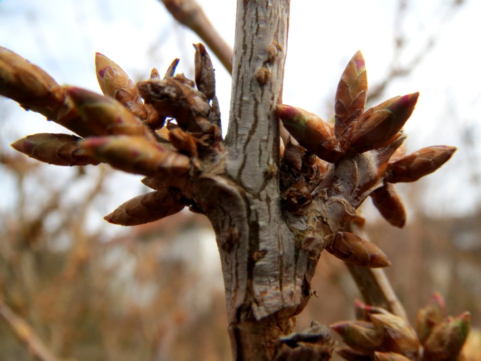 20140211Forsythie_Hockenheim2