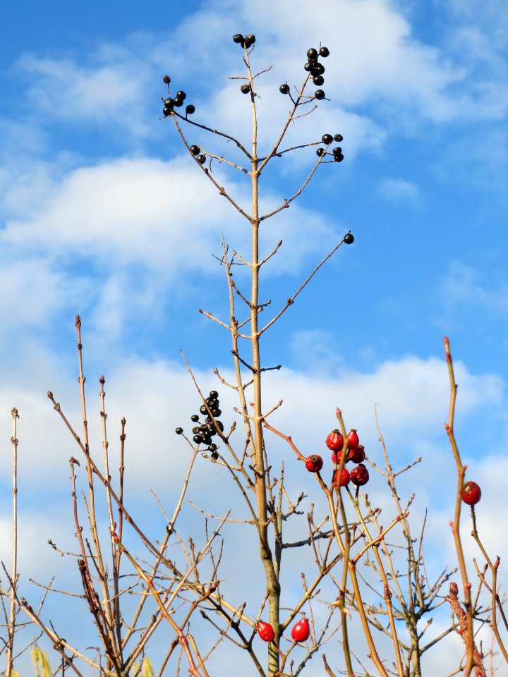 20140110Liguster_Rose_Reilingen