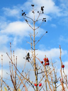 20140110Liguster_Rose_Reilingen