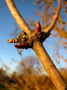 20140112Sambucus_nigra2