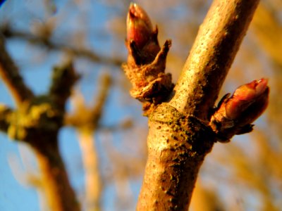 20140112Sambucus_nigra3