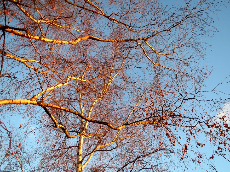 20140107Birke_Hockenheim2