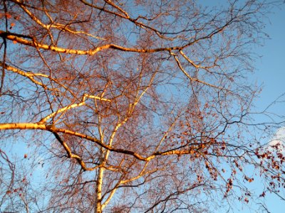 20140107Birke_Hockenheim2