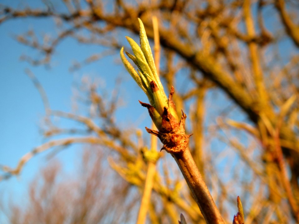 20140112Sambucus_nigra4