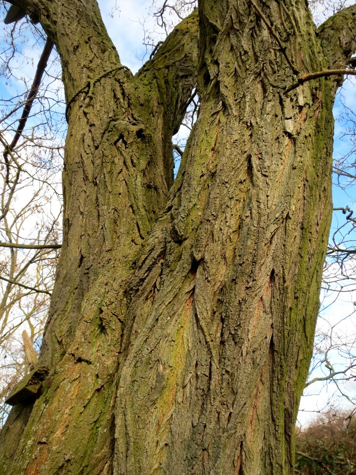 20140211Robinie_Reilingen3