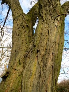 20140211Robinie_Reilingen3
