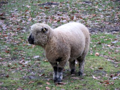 20140105Wildpark_Saarbruecken13