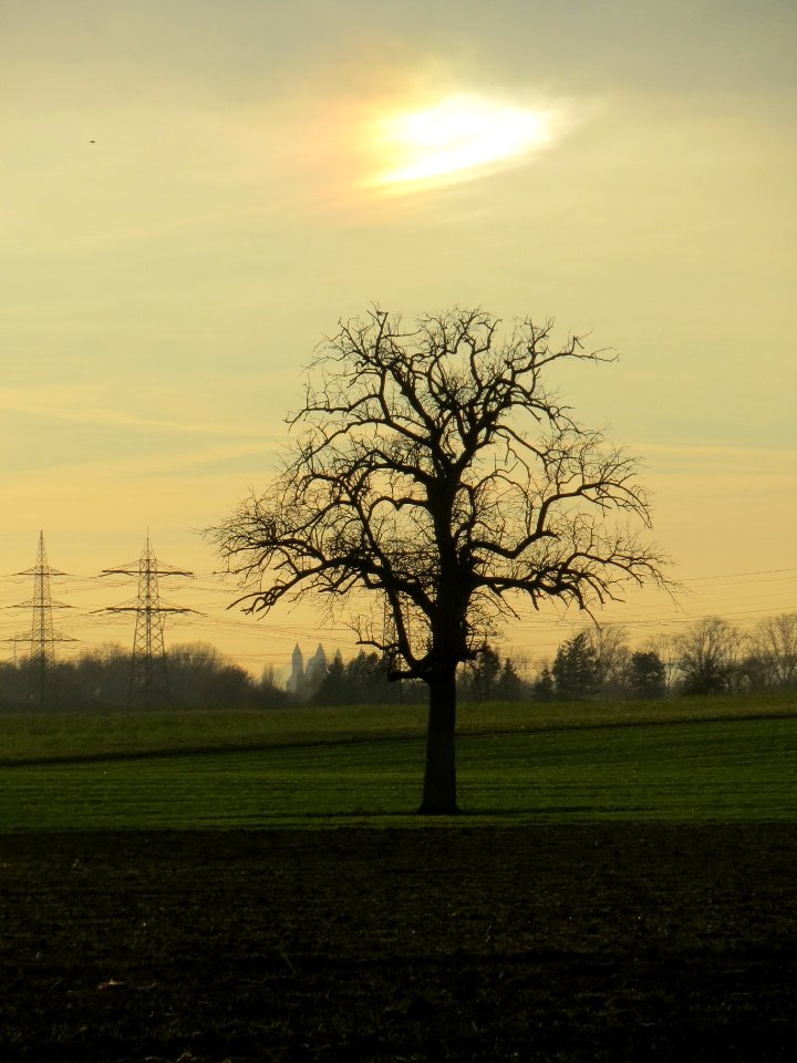20140108Birne_Speyer