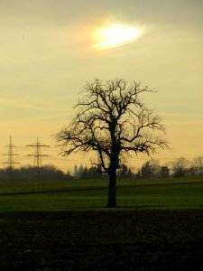 20140108Birne_Speyer