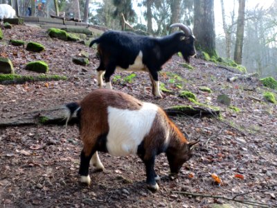 20140105Wildpark_Saarbruecken22