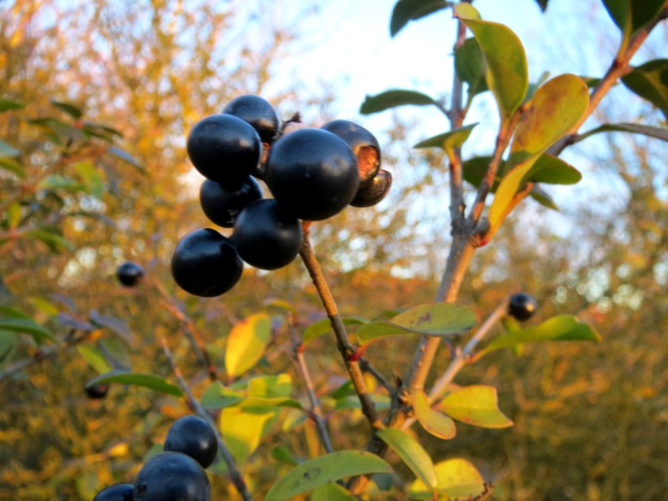 20140107Liguster_Hockenheim1