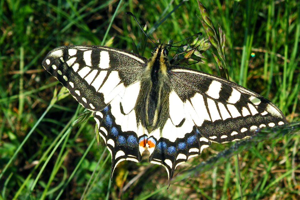 Insect meadow nature