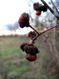 20140107Pfaffenhuetchen_Hockenheim3