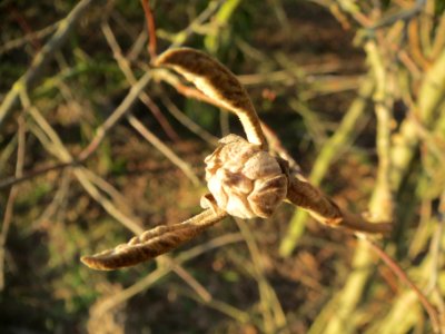 20140110Schneeball_Reilingen2