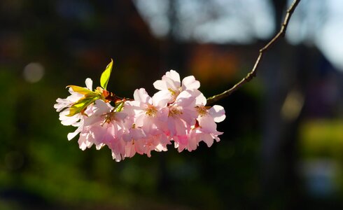 Blossom bloom japanese flowering cherry photo