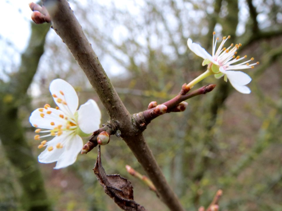 20140116Prunus_cerasifera2