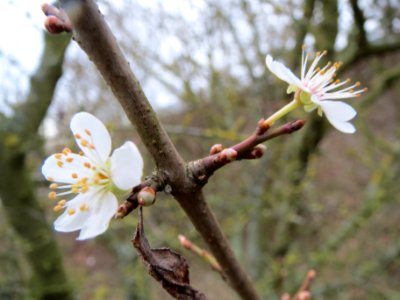 20140116Prunus_cerasifera2