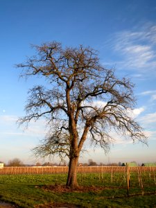 20140112Birne_Reilingen1