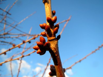 20140110Schlehe_Reilingen7