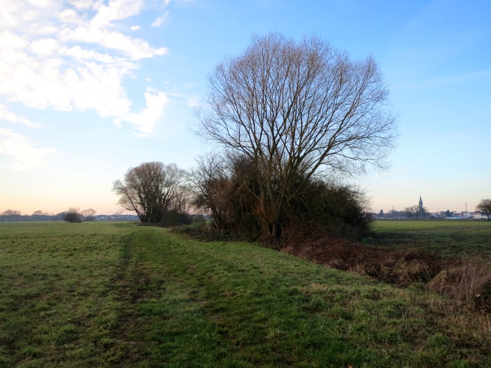 20140112Salix_alba