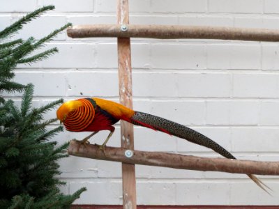 20140105Chrysolophus_pictus
