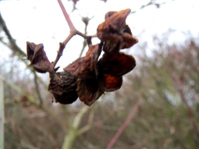 20140115Pfaffenhuetchen2