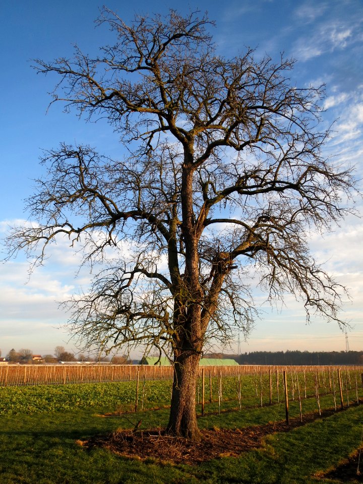 20140112Birne_Reilingen2