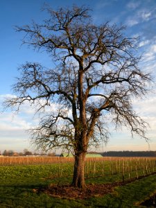 20140112Birne_Reilingen2