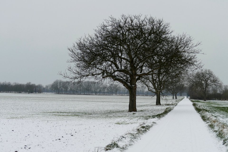 2014.12.29.110659_Snow_Handschuhsheimer_Feld