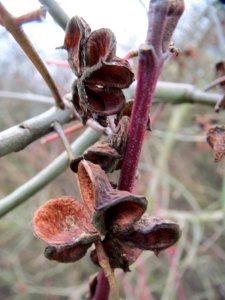 20140115Pfaffenhuetchen3